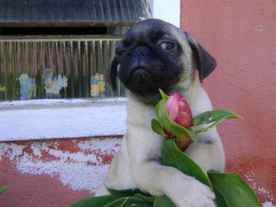 PUG LINDOS FILHOTES