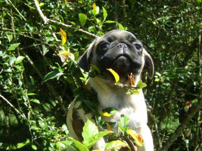 PUG LINDOS FILHOTES