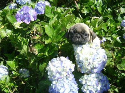 PUG LINDOS FILHOTES