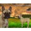 Bulldog Francs Matriz