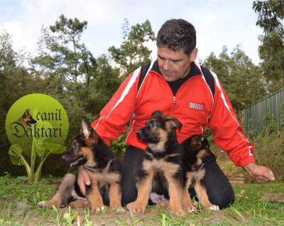 Cachorros pastor alemo