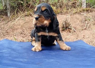 COCKER SPANIEL INGLS - Filhotes A Venda