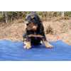 Cocker Spaniel Ingls COCKER SPANIEL INGLS - Filhotes A Venda