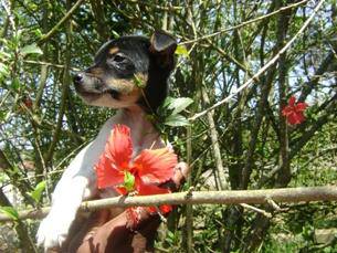 FOX PAULISTINHA - Terrier Brasileiro - FILHOTES