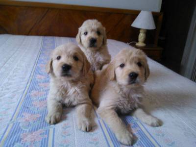 GOLDEN RETRIEVER - FILHOTES A VENDA