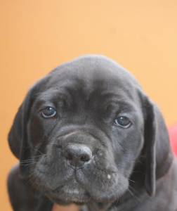 CANE CORSO - FILHOTES A VENDA