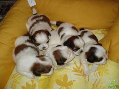 shih tzu filhotes blumenau itajai timbo brusque