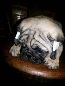 Filhotes de Pug