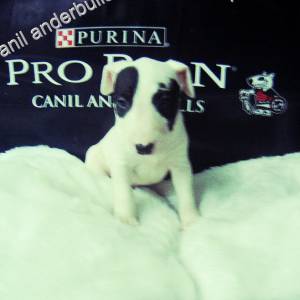 BULL TERRIER LINDOS FILHOTES 