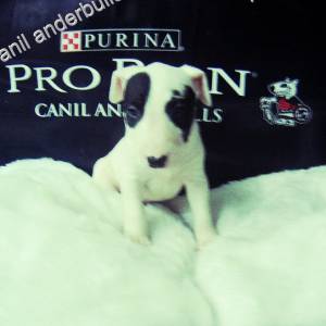 BULL TERRIER LINDOS FILHOTES 