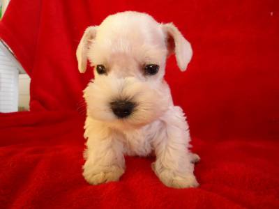 Schnauzer Mini Branco