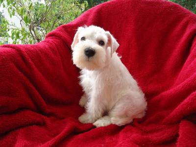 Schnauzer Miniatura Branco