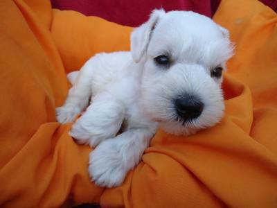 Canil Abella Barba - Dogshow