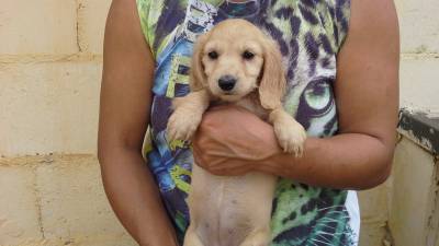 DE VITA KENNEL - Dachshund FÊMEA P Longo CREME DE VITA KENNEL - Dachshund FÊMEA P Longo CREME