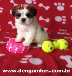 Filhote de Shih Tzu em So Caetano do Sul no ABCD