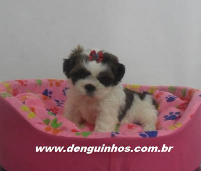 Filhotes de ShihTzu Tricolor Filhotes de ShihTzu Tricolor