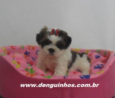 Filhotes de ShihTzu Tricolor