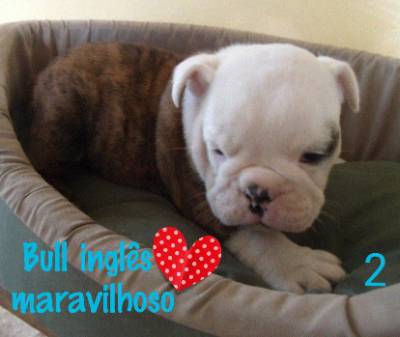 BULLDOG INGLES INCRIVEIS PARC CARTAO