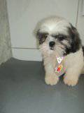 lindos machinhos de shihtzu itaquera zleste