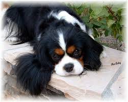 CAVALIER KING CHARLES  TAMANHO MINI