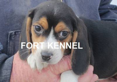 Beagle Beagle Mini FK Beagle Beagle Mini FK