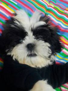 lindas feminhas de shihtzu pandinhas itaquera