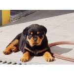 Rottweiler NINHADA DISPONVEL - CASA CHAMPER Setbal Ferno Ferro