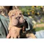 Shar-pei Shar Pei macho descendente de campees Lisboa Abrunheira