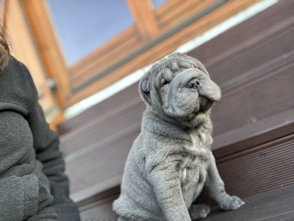 Shar Pei com Lop e afixo descendente de campe�es