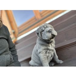 Shar-pei Shar Pei com Lop e afixo descendente de campe�es Lisboa Abrunheira