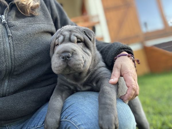 Shar Pei com Lop e afixo descendente de campe�es