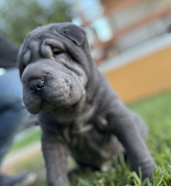 Shar Pei com Lop e afixo descendente de campe�es