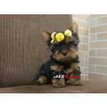 Yorkshire Terrier Yorkshire filhotes em Curitiba e regio Paran Curitiba