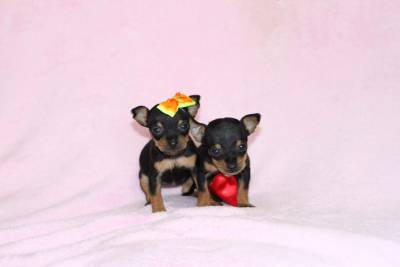 Pinscher Miniatura