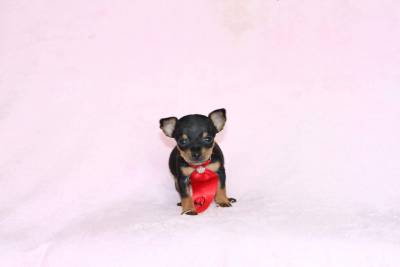 Pinscher Miniatura