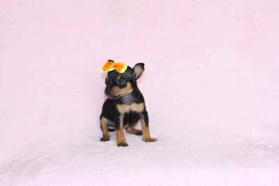 Pinscher Miniatura