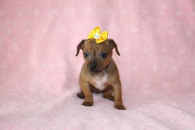 Casal de Pinscher Miniatura