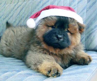 Chow Chow  - LTIMOS BEBS DISPONIVEIS