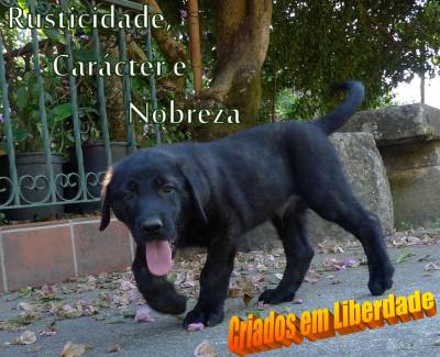 Rusticos Funcionais e de Caracter Nobre Rusticos Funcionais e de Caracter Nobre