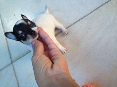 CHIHUAHUA MINI CRIAR EM APRT