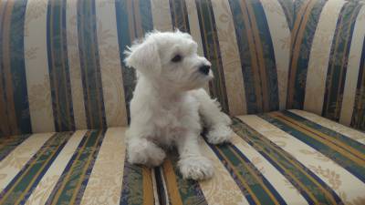 Schnauzer Miniatura Branco