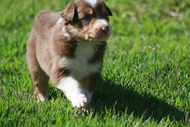 Filhotes de Border Collie