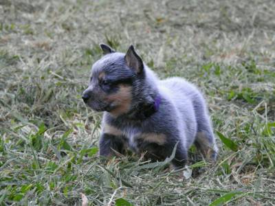 Ninhada de Blue Heeler