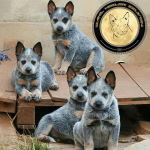 Ninhada de Blue Heeler