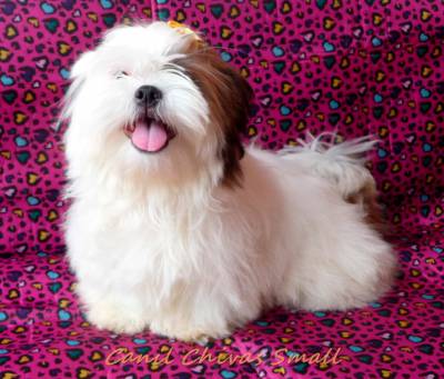 Fmea shih-tzu
