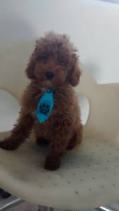 PROMOO DE POODLE TOY PEQUENINO RED