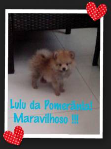 LULU DA POMERÂNIA LARANJA minúsculo LULU DA POMERÂNIA LARANJA minúsculo