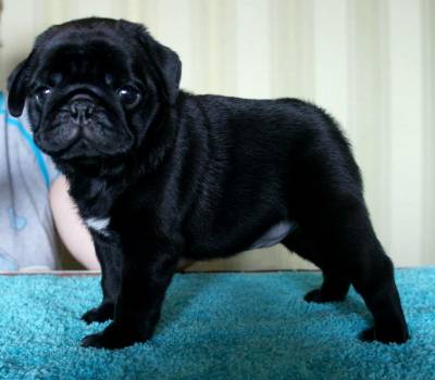 pug preto