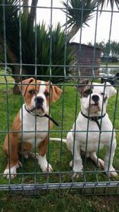 Bulldogs Americanos Criador Coelhos Kennel