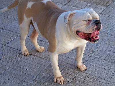 Bulldogs  Americanos  Coelhos  Kennel